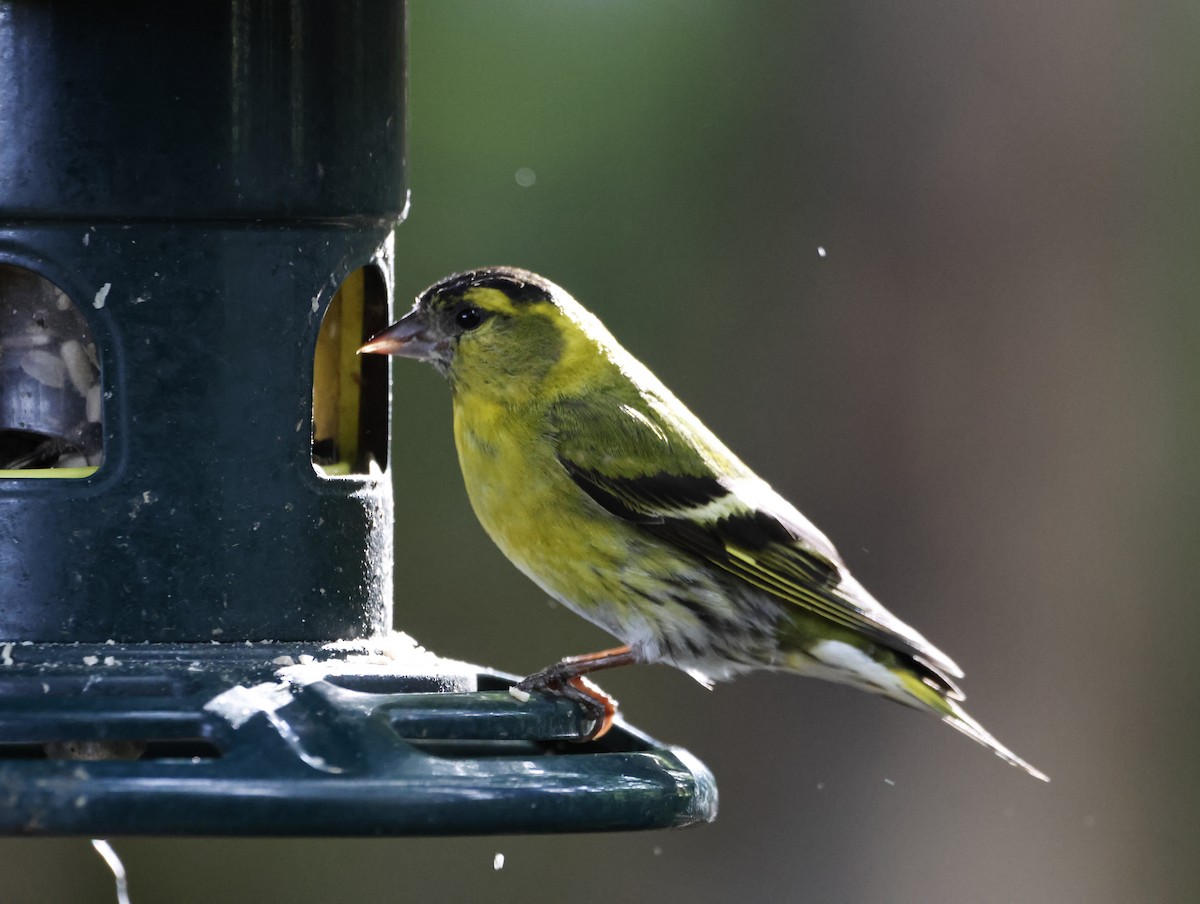 Tarin des aulnes - ML645290528