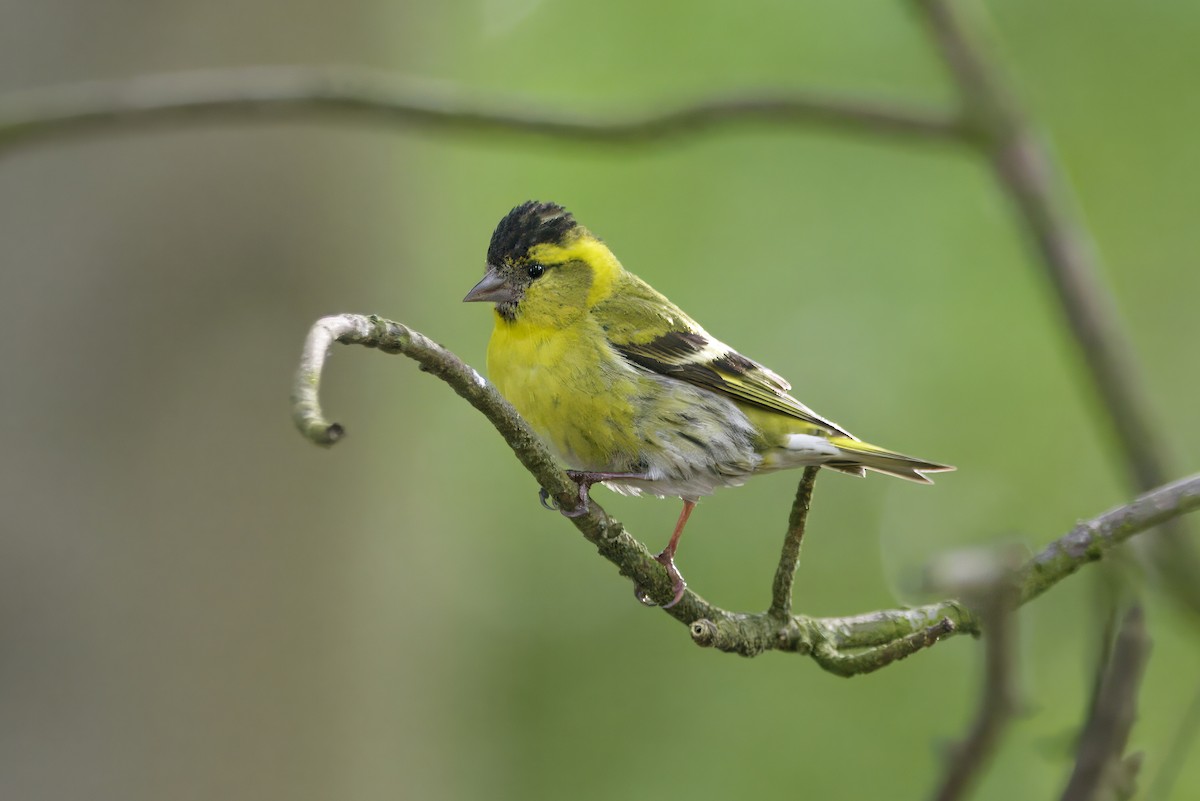 Tarin des aulnes - ML645290529