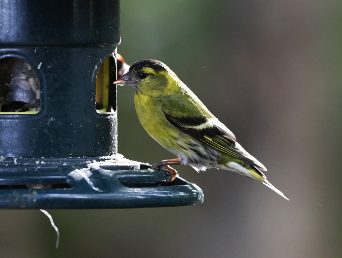 Tarin des aulnes - ML645290531