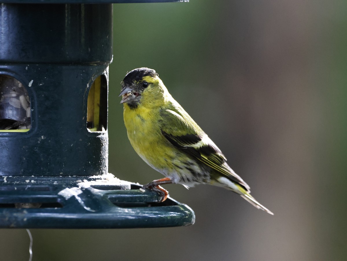 Tarin des aulnes - ML645290532