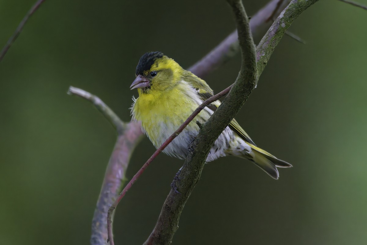 Tarin des aulnes - ML645290533