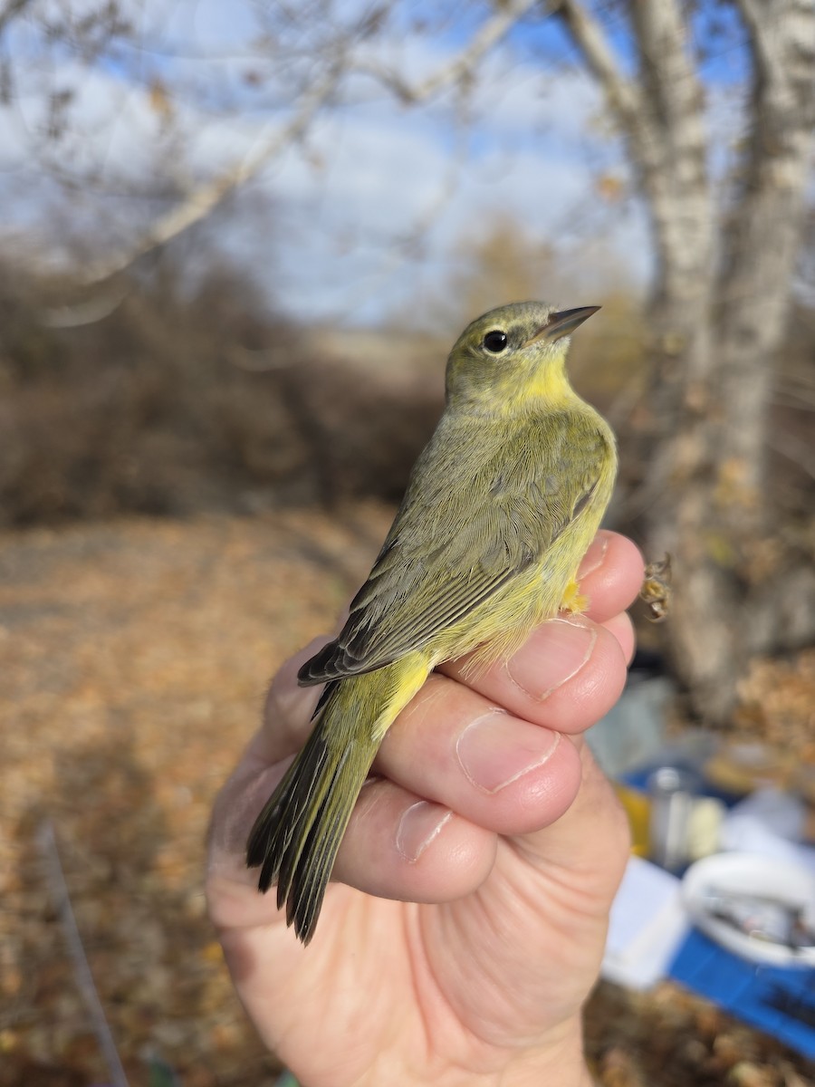 Paruline verdâtre - ML645290534