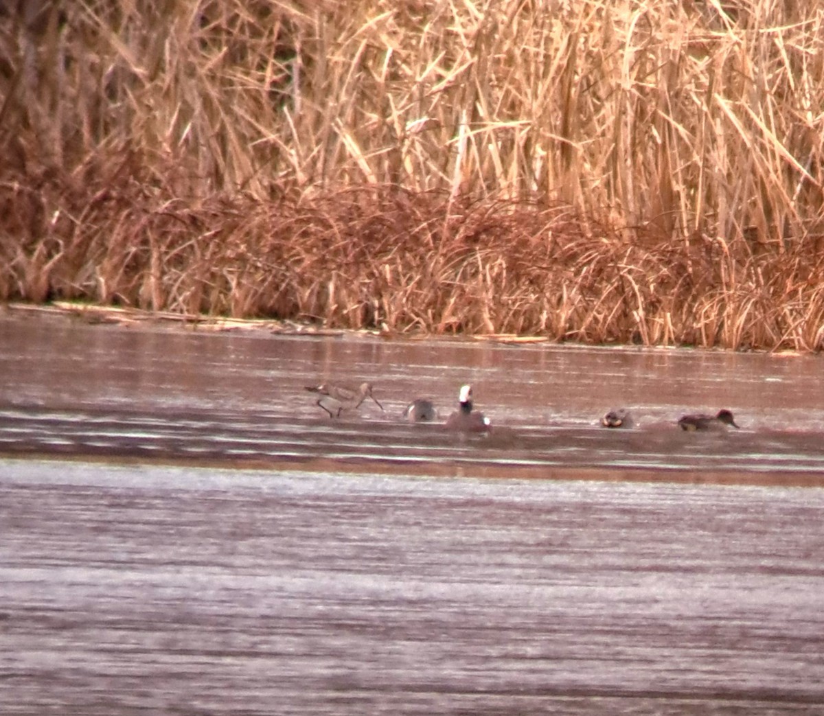 Barge hudsonienne - ML645290535