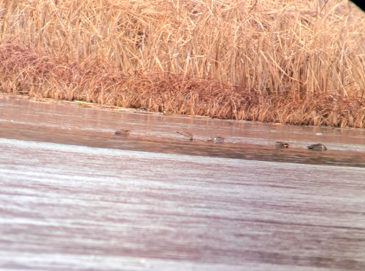 Barge hudsonienne - ML645290548