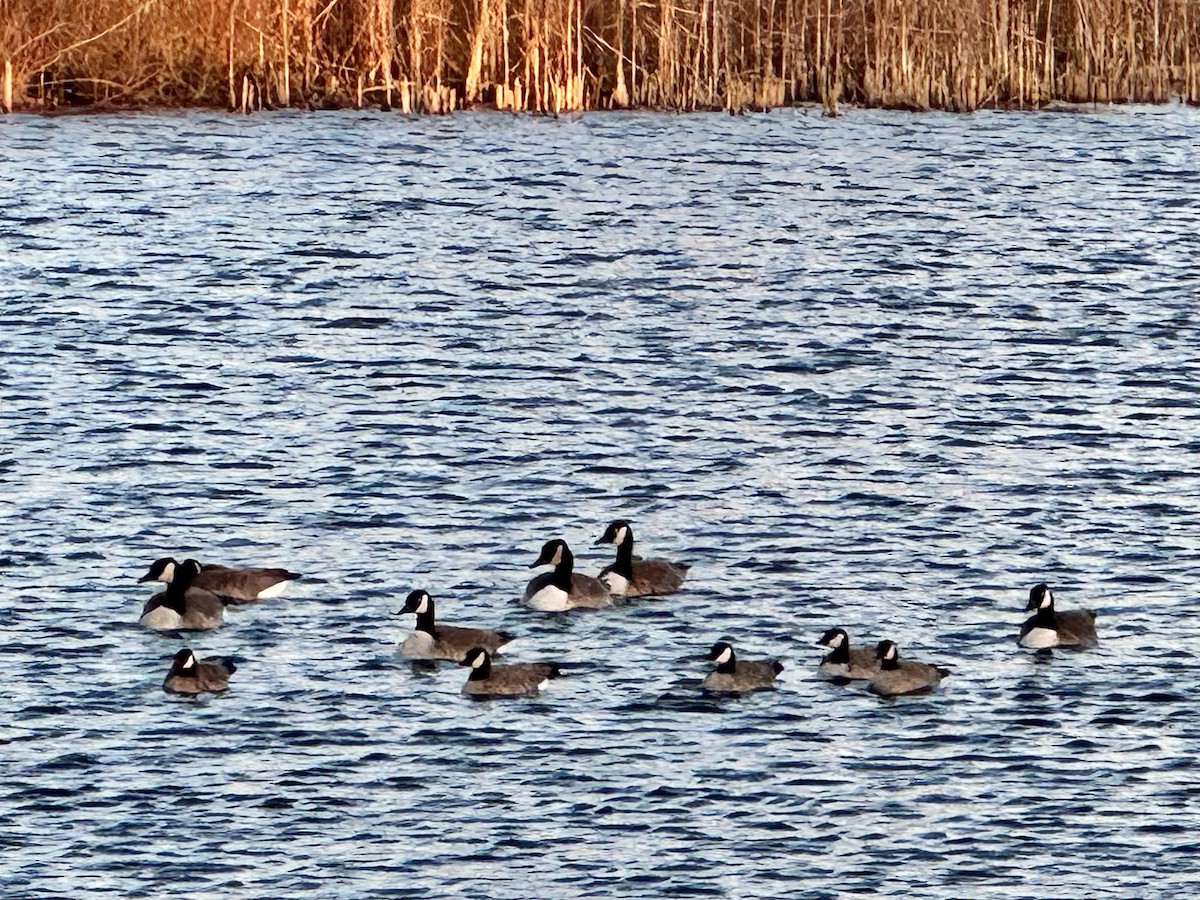 Cackling Goose - ML645290551