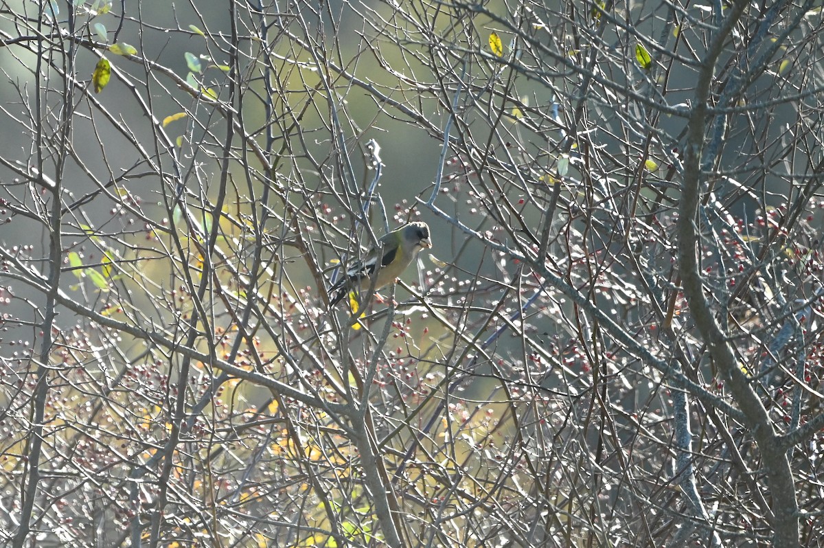 キビタイシメ（第3型） - ML645290553