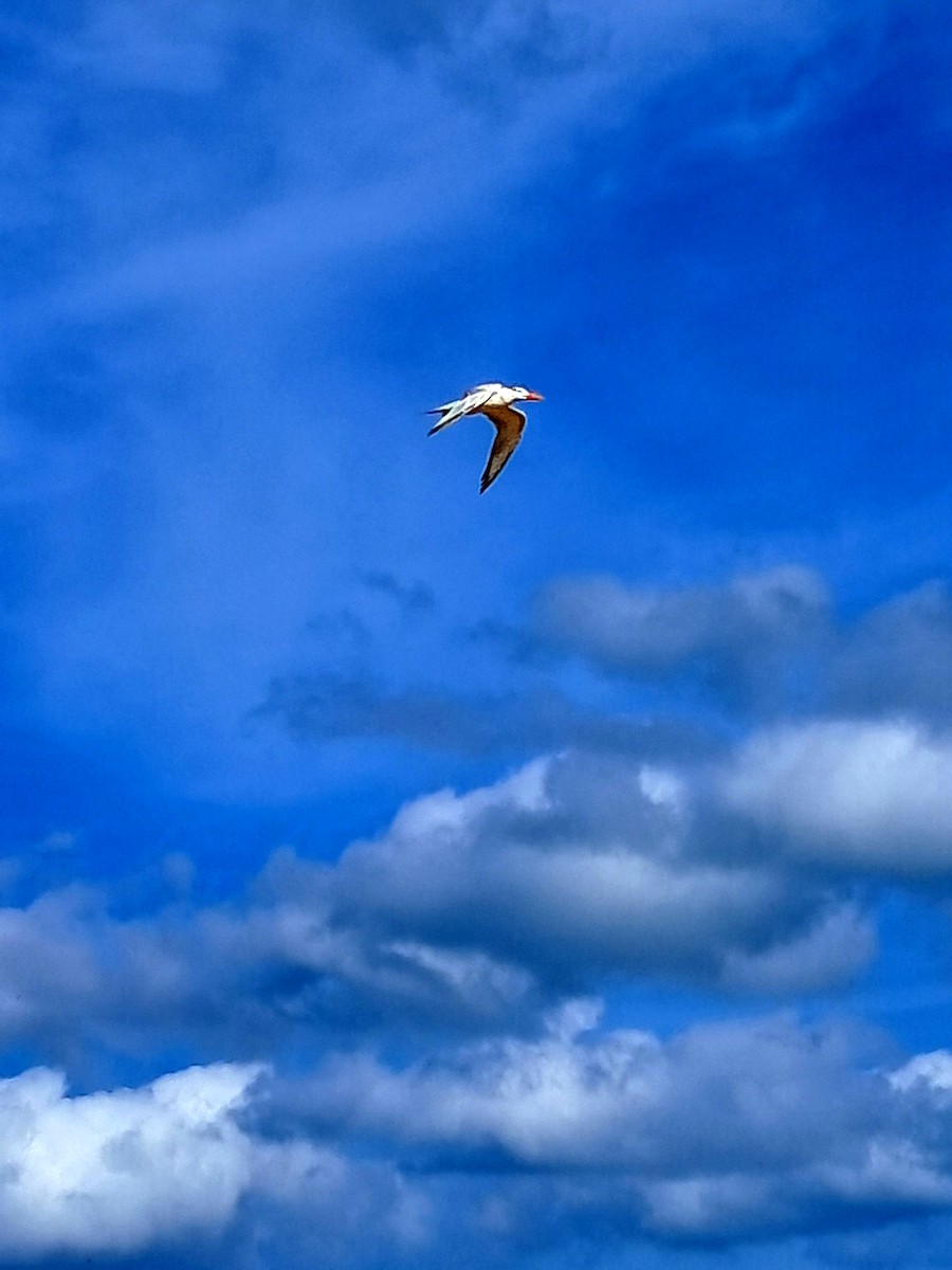 rybák obecný - ML645290560