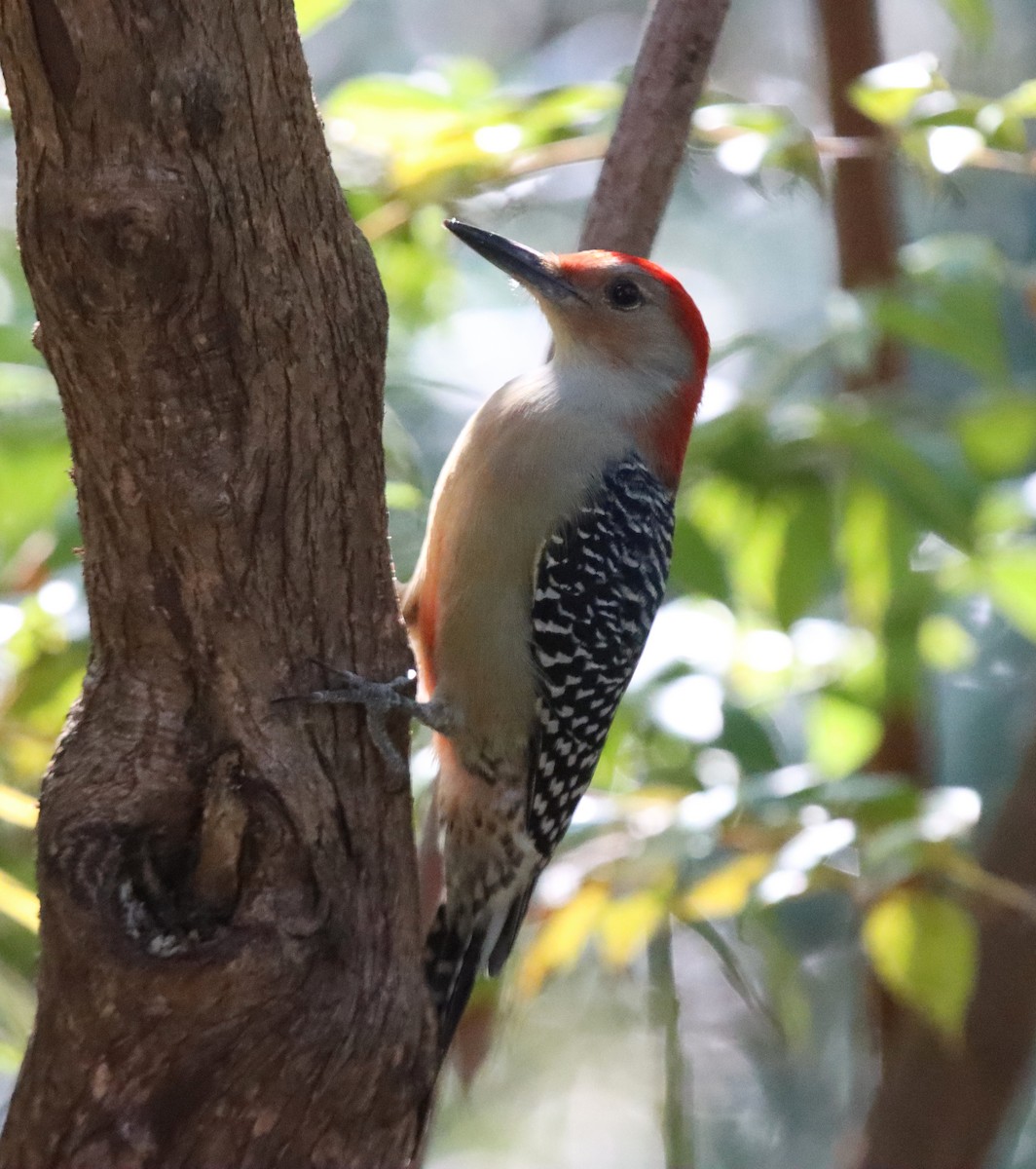 Red-bellied Woodpecker - ML645290563