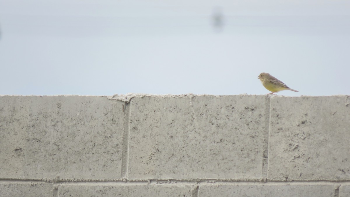 Короткоклювый зерноед - ML645290564