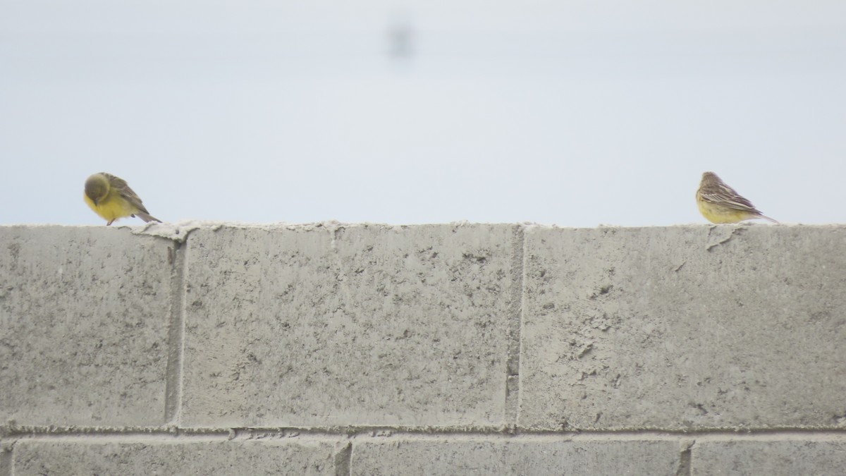 Короткоклювый зерноед - ML645290565