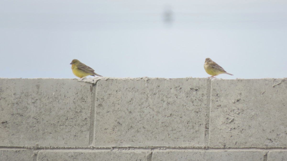 Короткоклювый зерноед - ML645290566