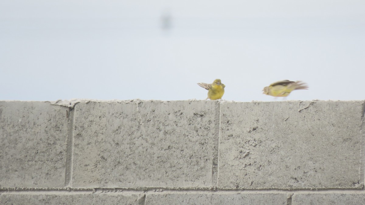 Короткоклювый зерноед - ML645290568