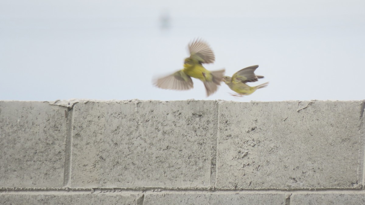 Короткоклювый зерноед - ML645290569