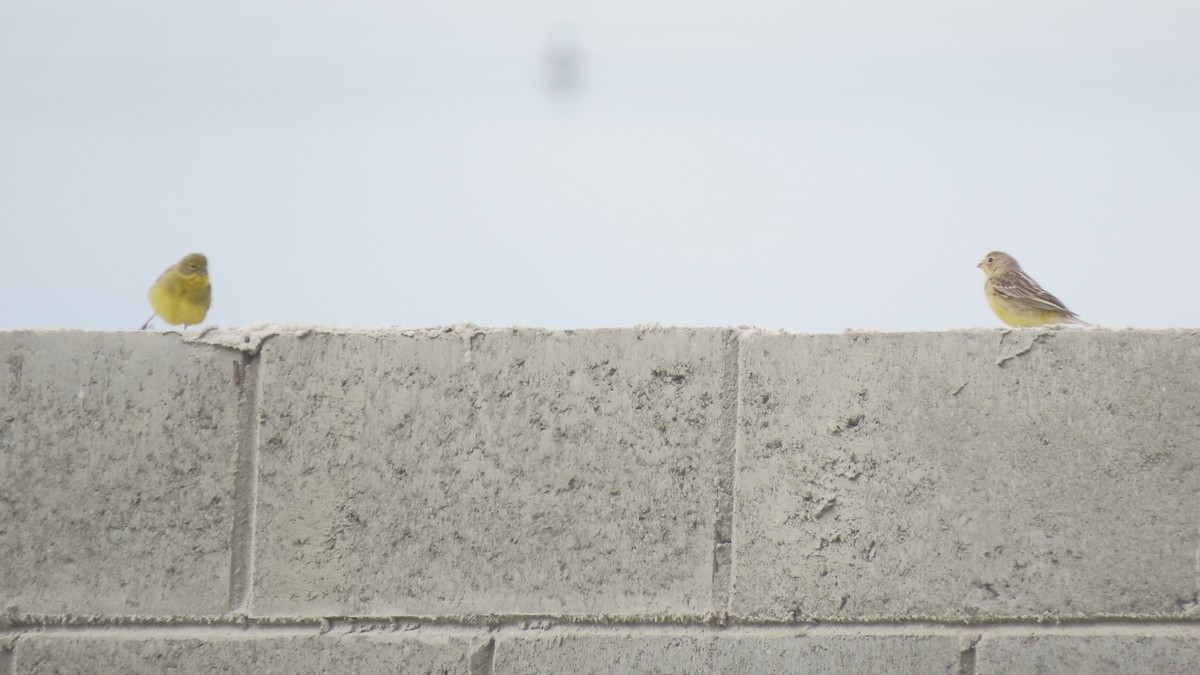 Короткоклювый зерноед - ML645290570