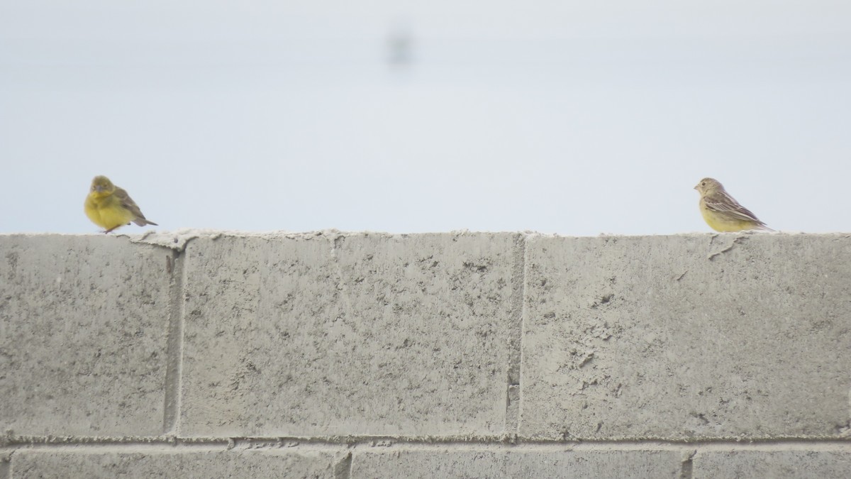 Короткоклювый зерноед - ML645290571