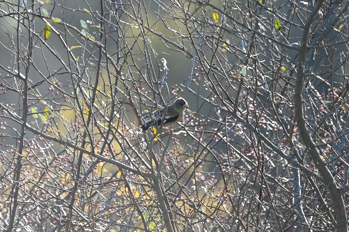 キビタイシメ（第3型） - ML645290578