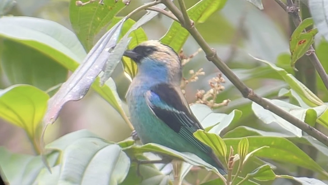 テリミドリフウキンチョウ - ML645290585