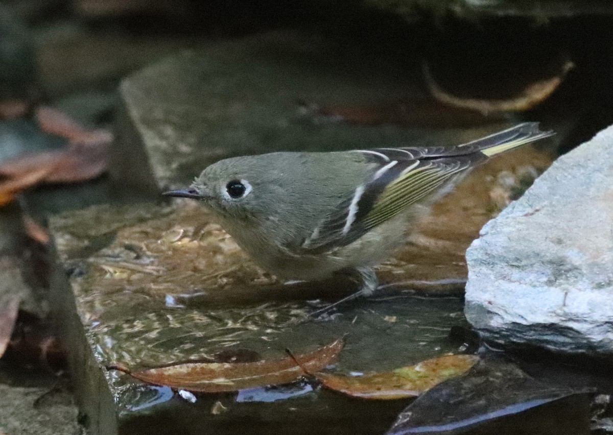 Ruby-crowned Kinglet - ML645290597