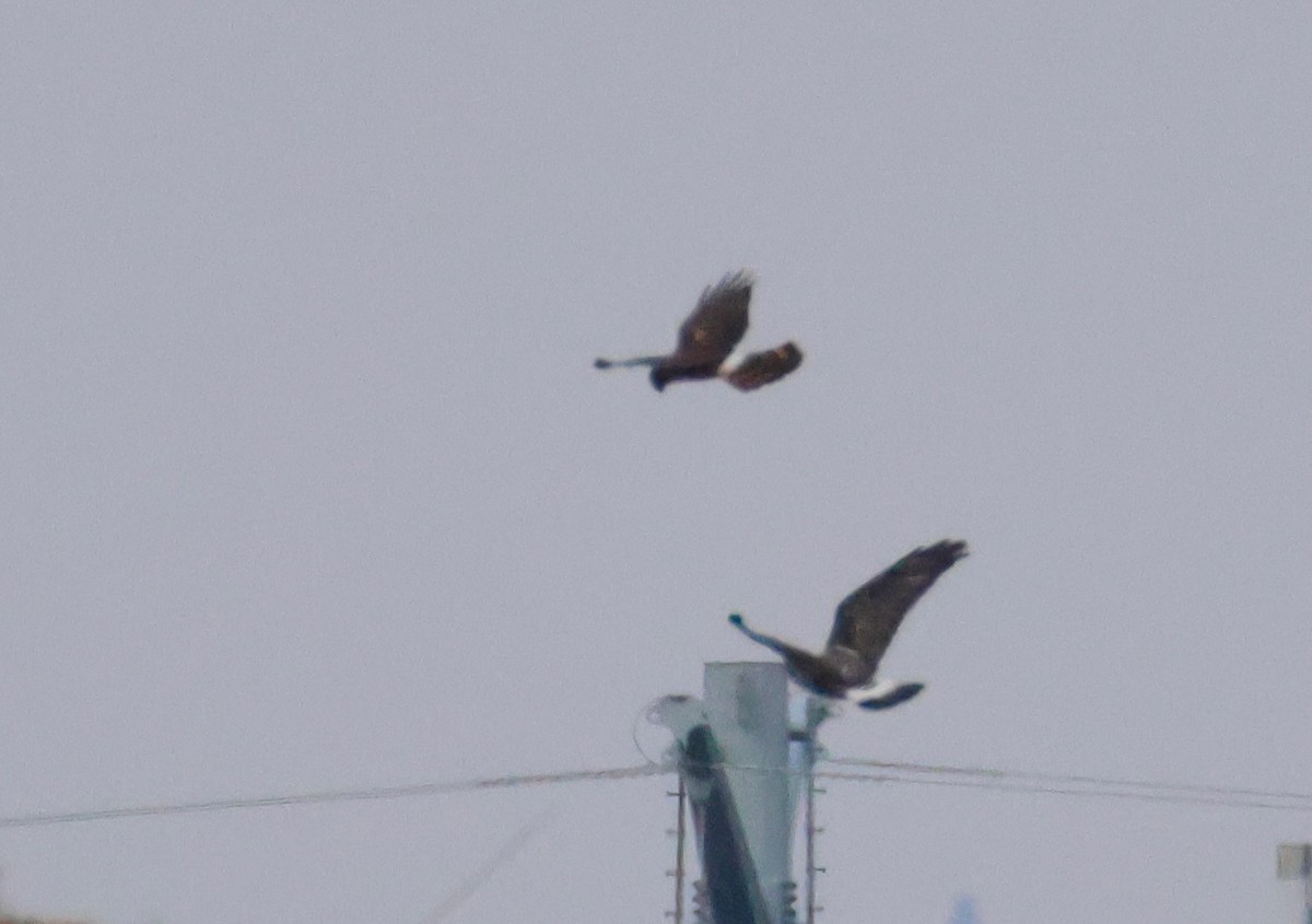 moták severoamerický - ML645290600