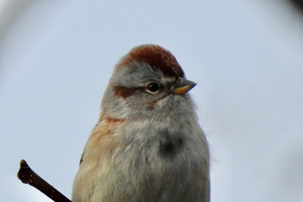 American Tree Sparrow - ML645290611