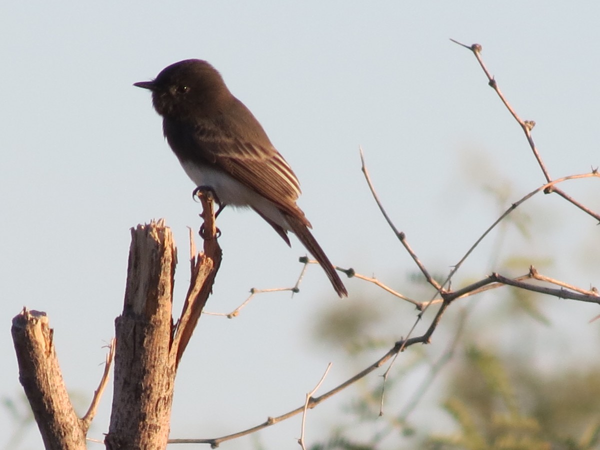 Black Phoebe - ML645290643