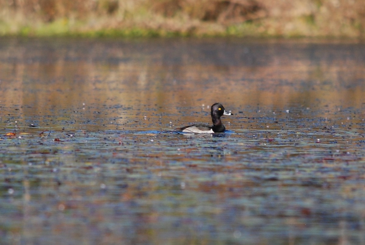 Ring-necked Duck - ML645290646