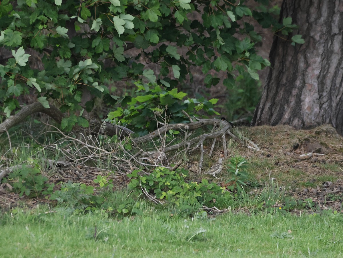 drozd brávník - ML645290653