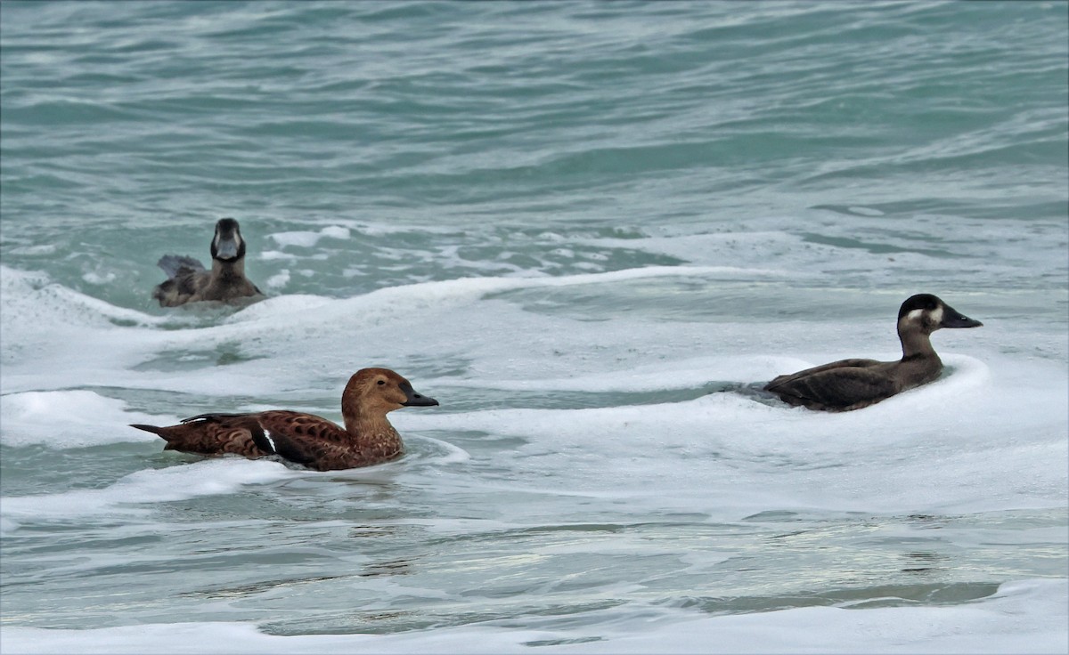 King Eider - ML645290674