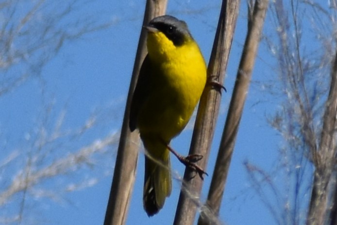 Paruline voilée - ML645290677