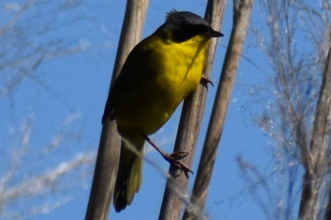 Paruline voilée - ML645290678