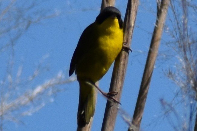 Paruline voilée - ML645290679