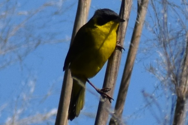 Paruline voilée - ML645290680