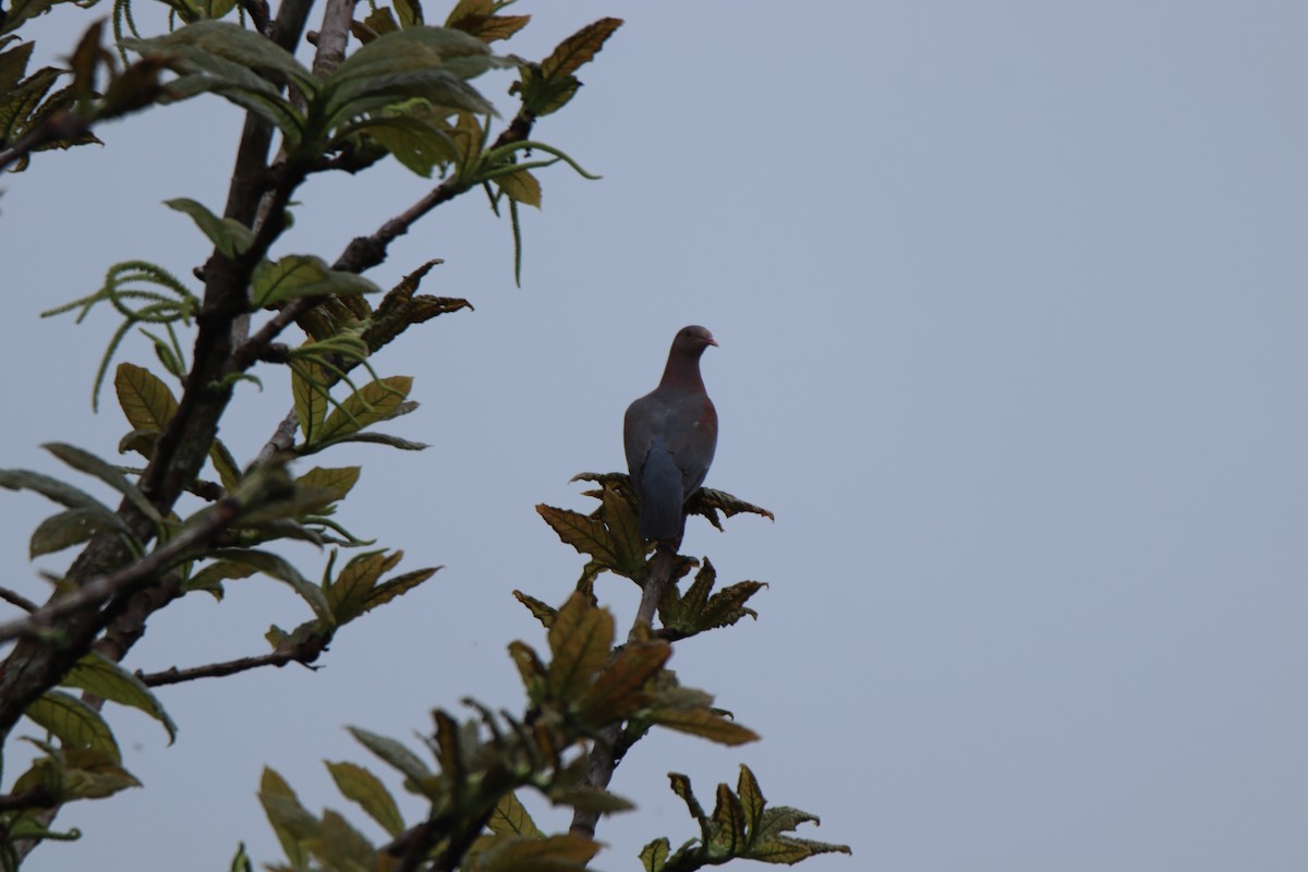 Red-billed Pigeon - ML645290688