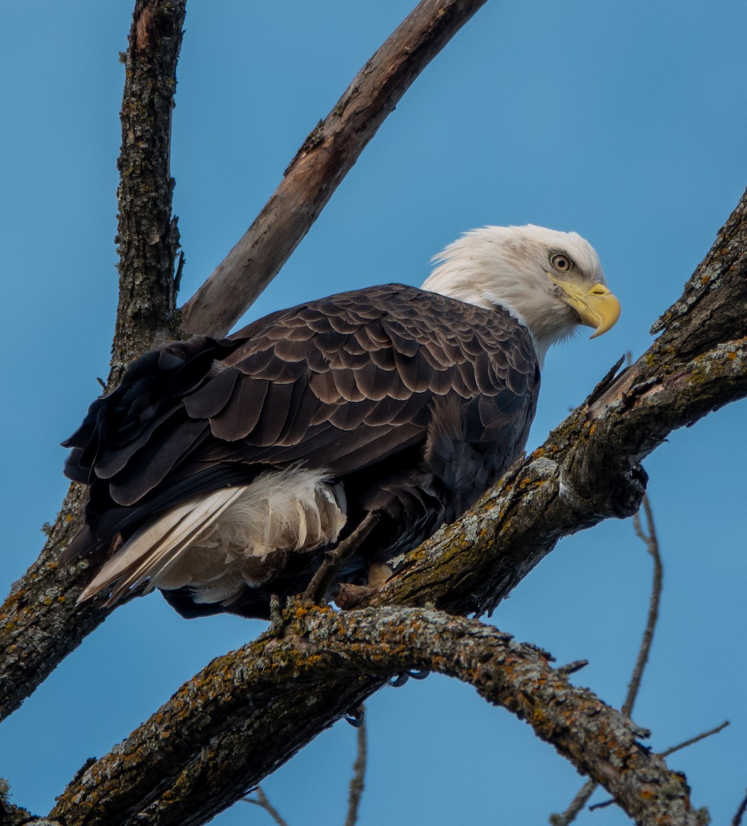 Bald Eagle - ML645290699