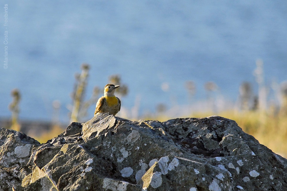 Campo Flicker - ML645290737