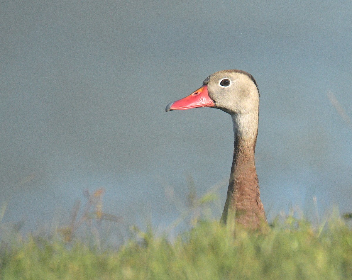 Black-bellied Whistling-Duck - ML645290746