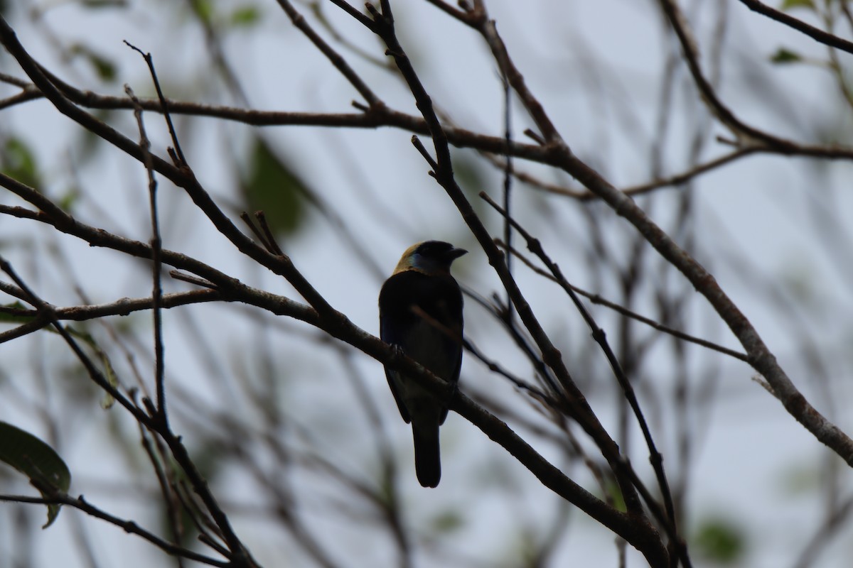 Golden-hooded Tanager - ML645290751