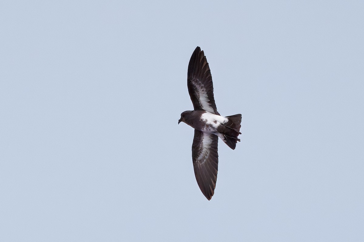 Black-bellied Storm-Petrel - ML645290752