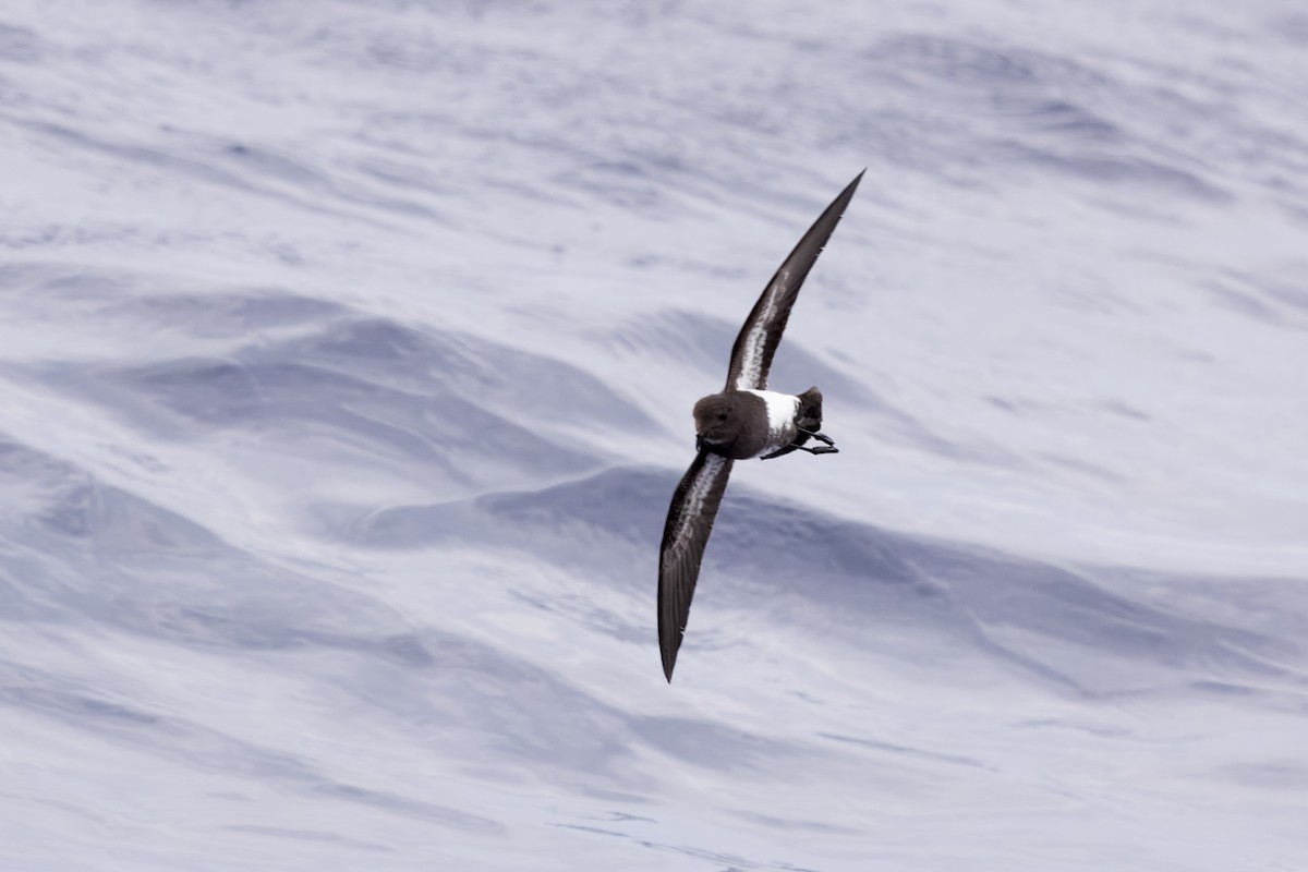 Black-bellied Storm-Petrel - ML645290753