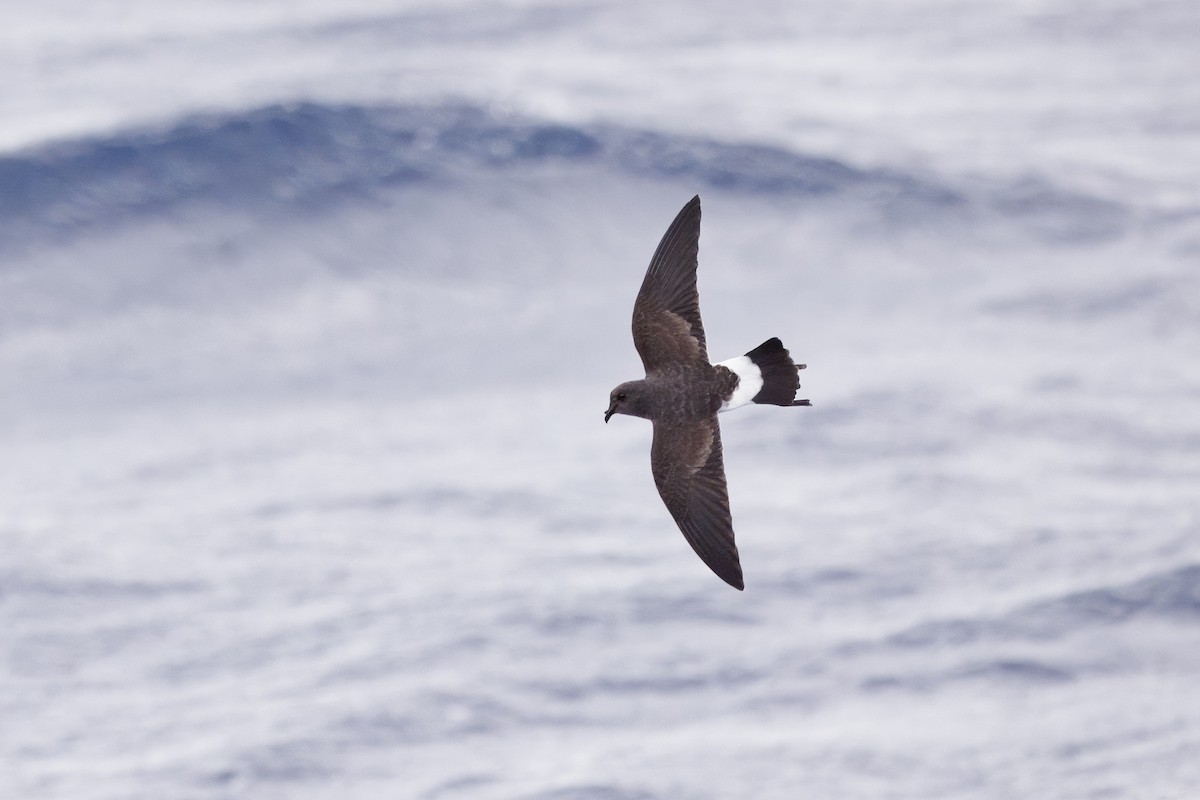 Black-bellied Storm-Petrel - ML645290754