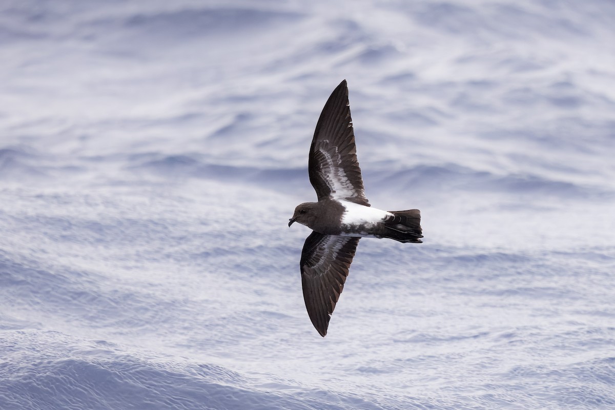 Black-bellied Storm-Petrel - ML645290755