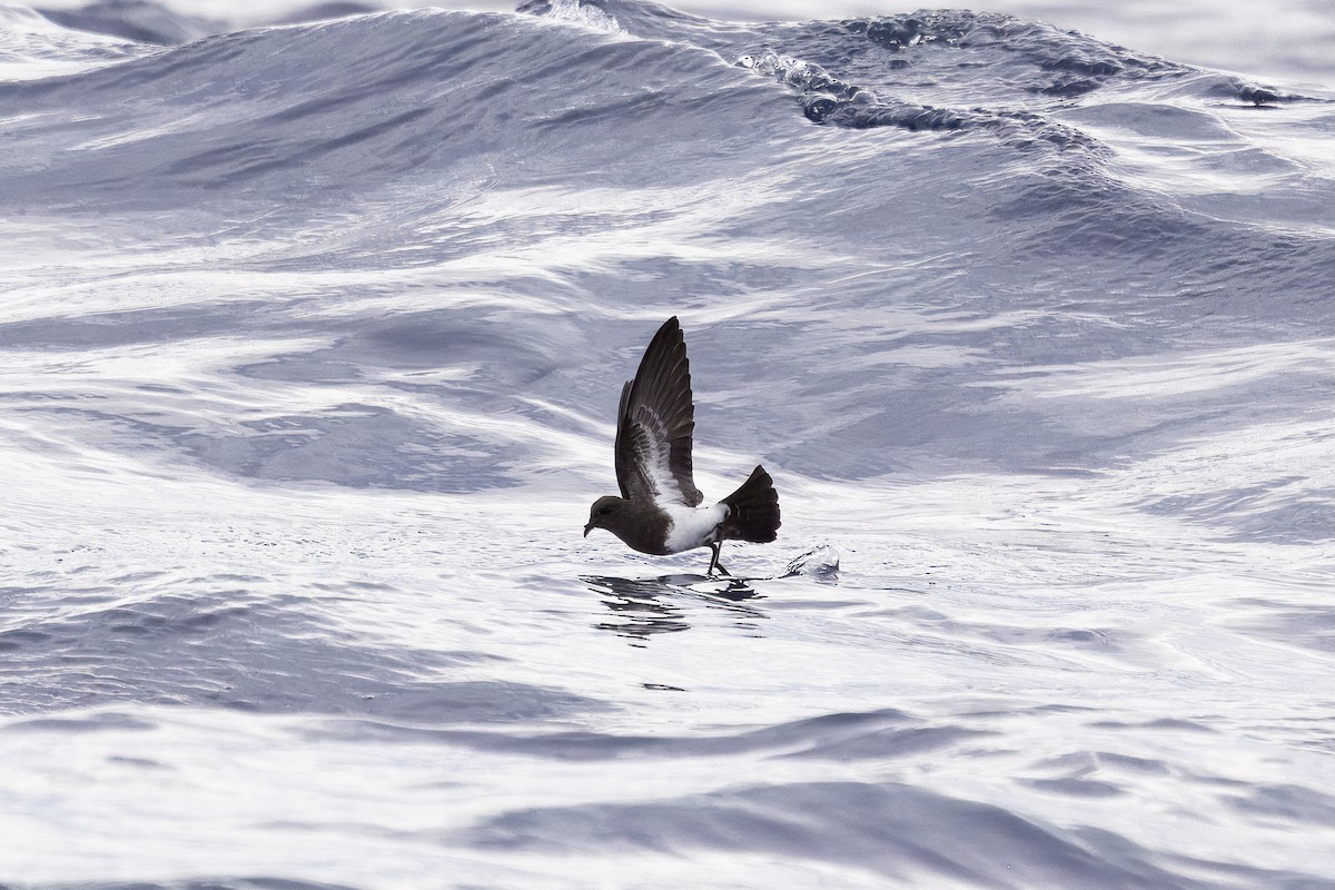 Black-bellied Storm-Petrel - ML645290756