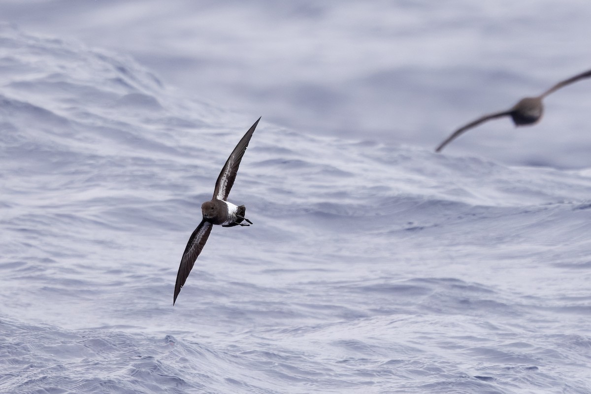 Black-bellied Storm-Petrel - ML645290757