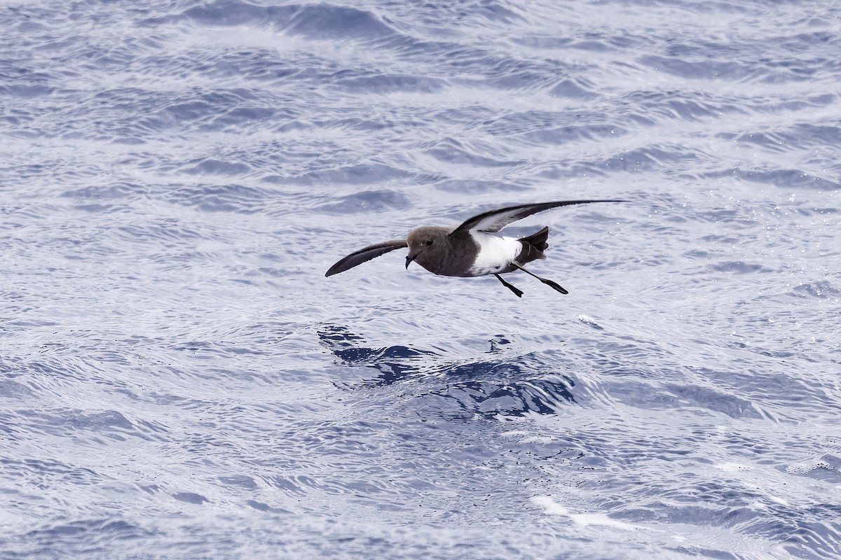 Black-bellied Storm-Petrel - ML645290758