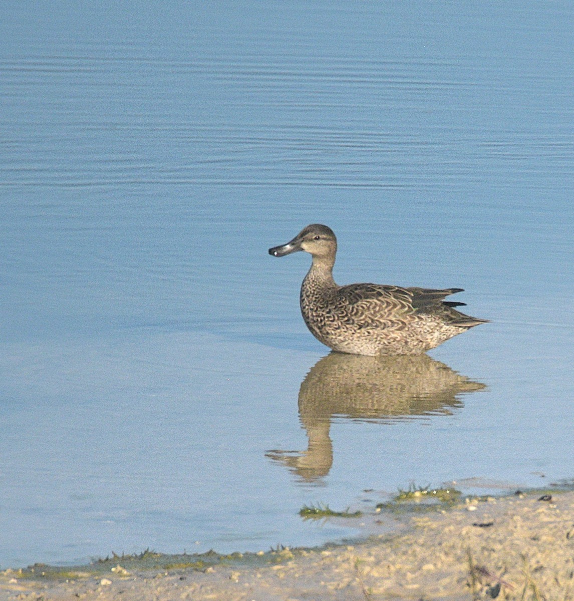 Blue-winged Teal - ML645290760