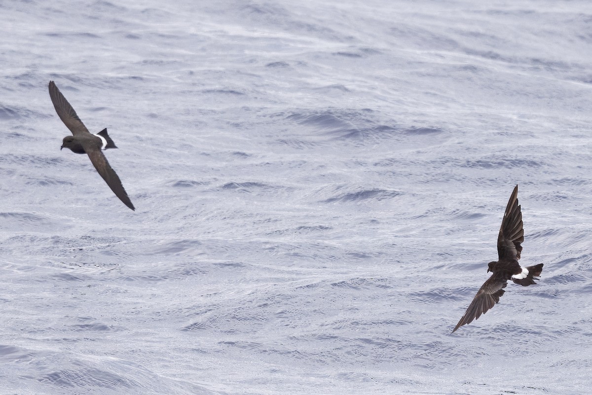 Black-bellied Storm-Petrel - ML645290761
