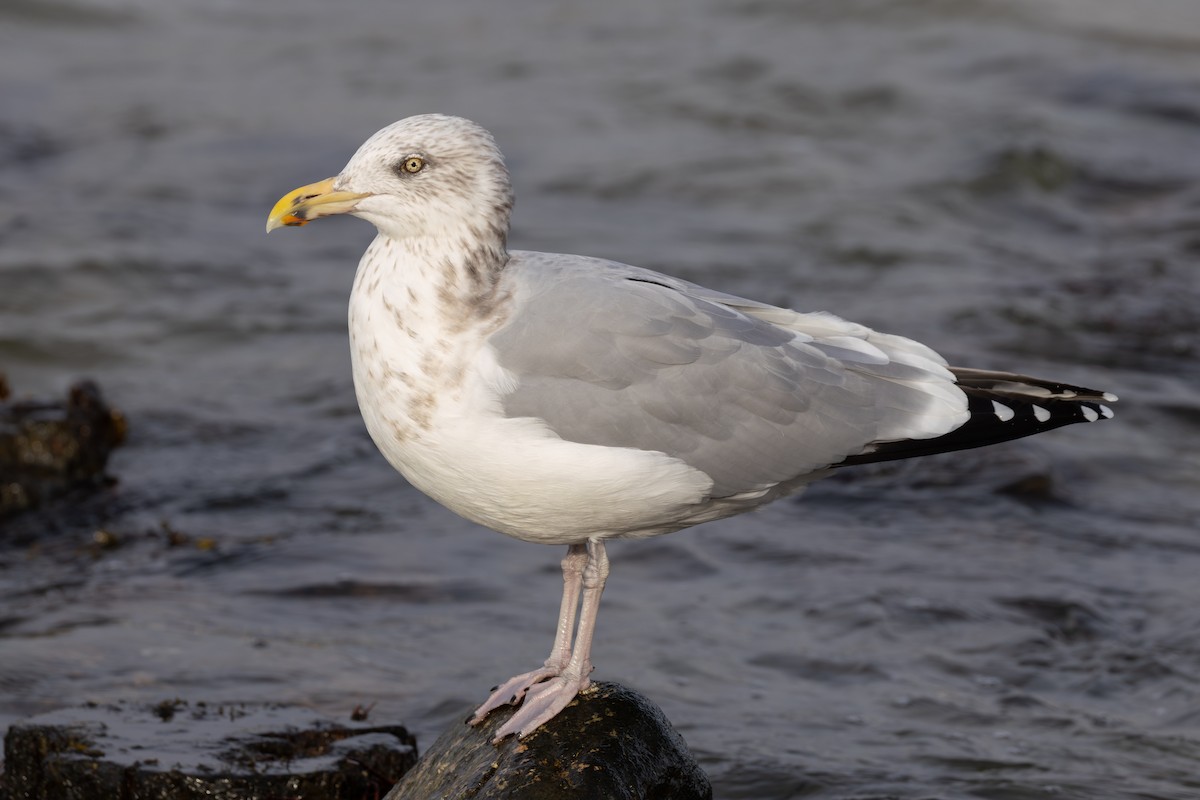 American Herring Gull - ML645290791