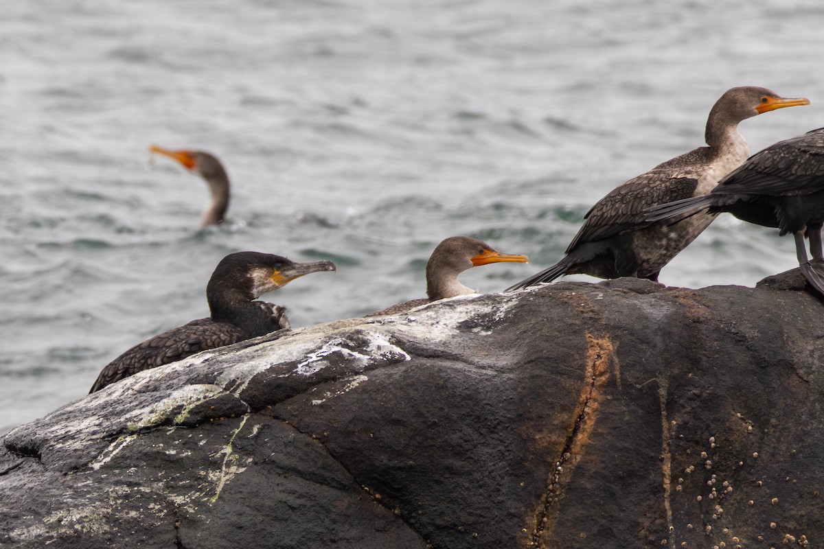 Тураг гогой - ML645290796