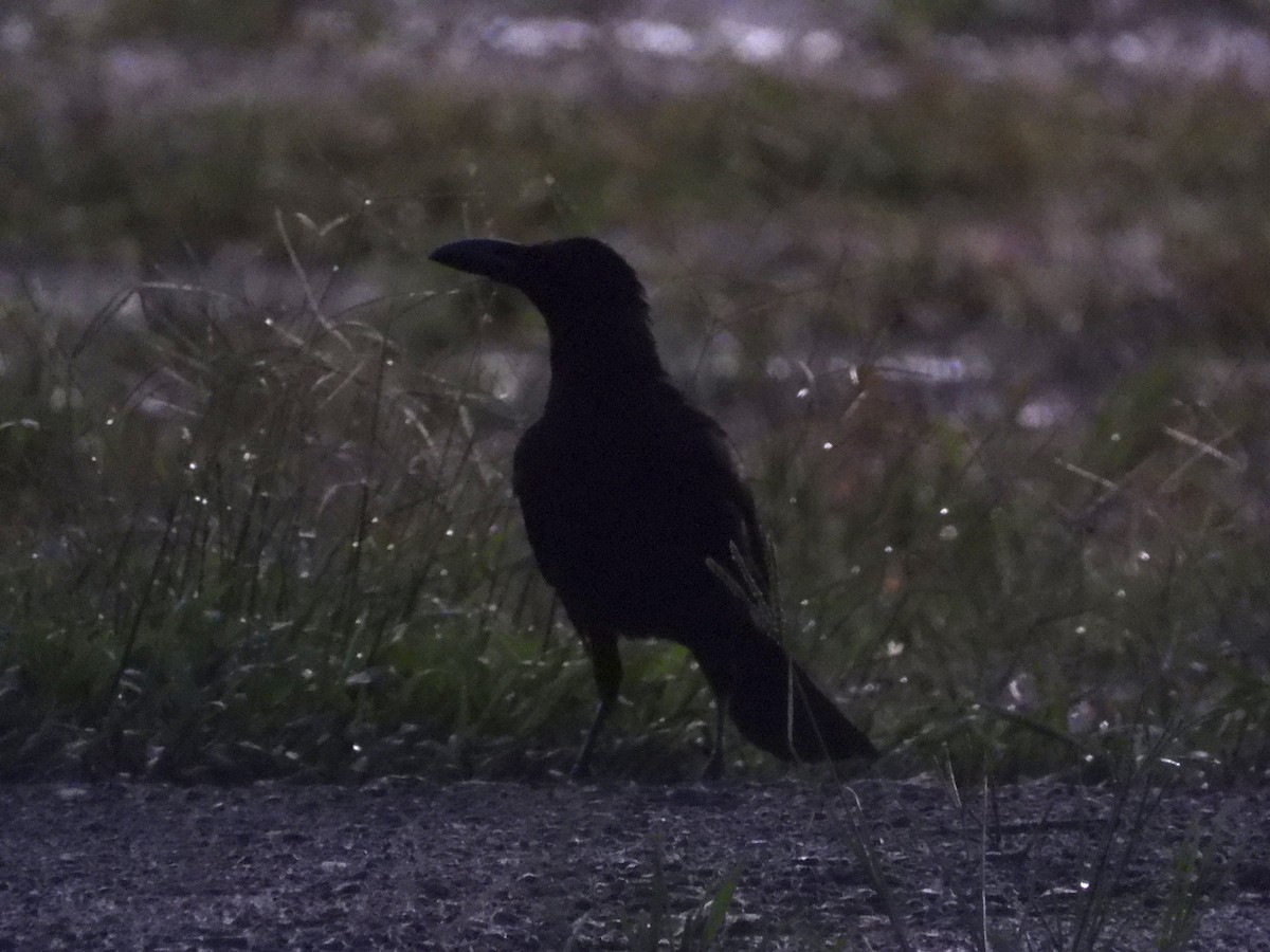 Large-billed Crow - ML645290799