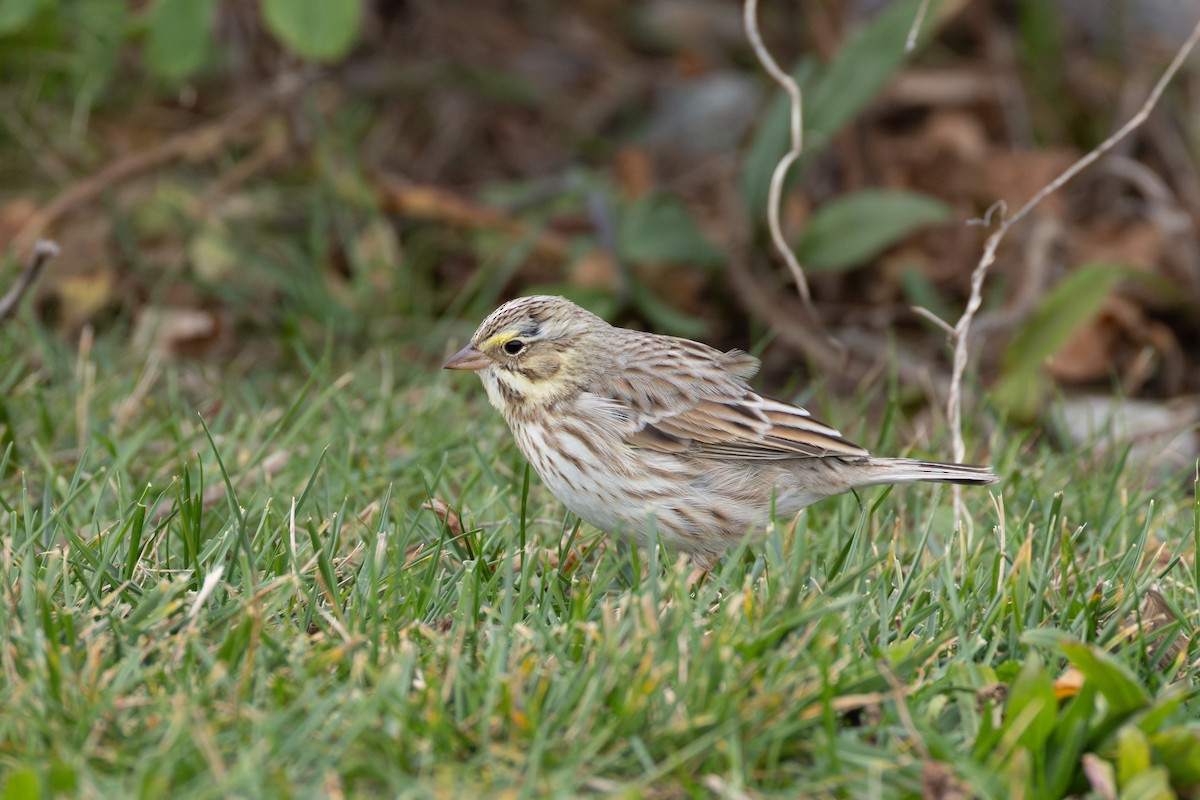 Savannah Sparrow (Ipswich) - ML645290802